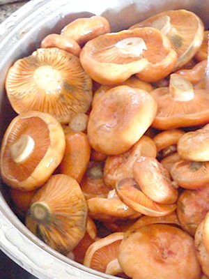 Garlic mushrooms: recipes for winter preparations