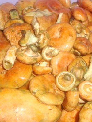 Garlic mushrooms: recipes for winter preparations