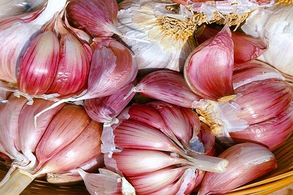 Garlic Petrovsky: photo, reviews, yield