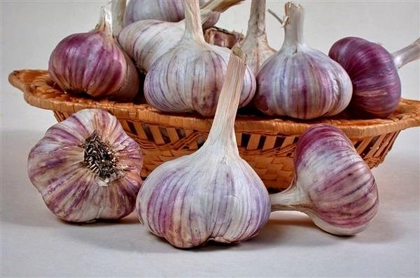 Garlic Petrovsky: photo, reviews, yield