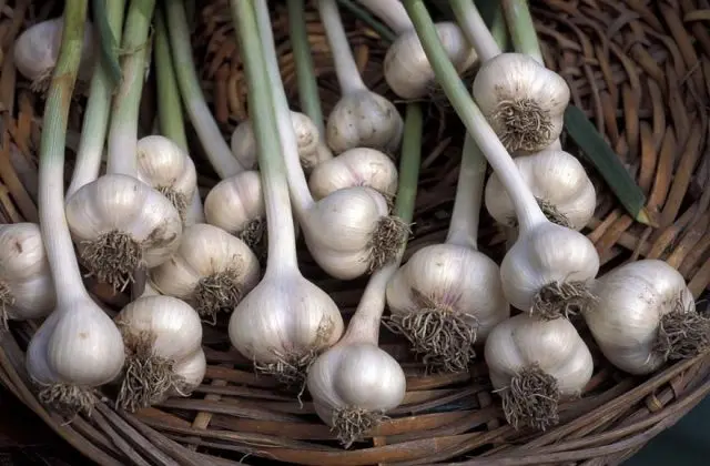 Garlic planting calendar for 2022: in October, before winter