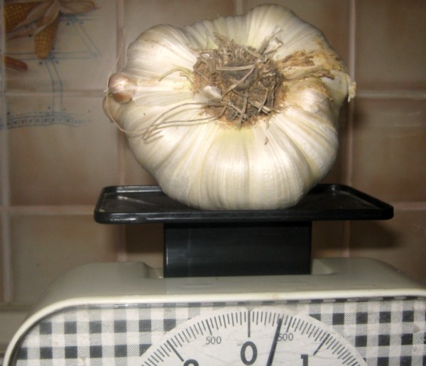 Garlic Rocambol: variety description and characteristics