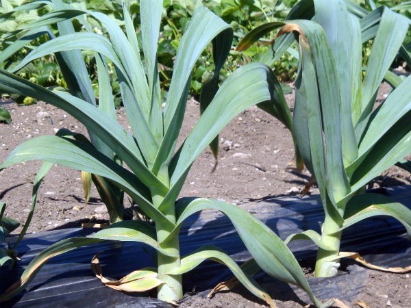 Garlic Rocambol: variety description and characteristics