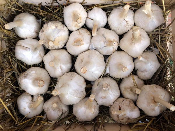 Garlic Rocambol: variety description and characteristics