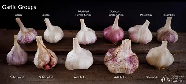 Garlic Rocambol: variety description and characteristics