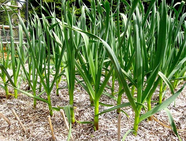 Garlic Sail: characteristics and description of the variety