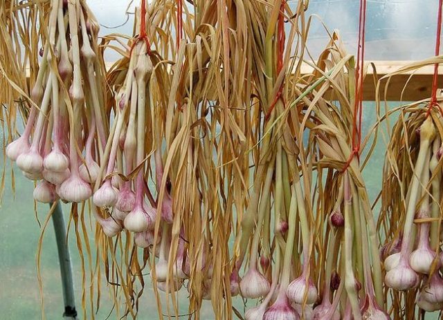 Garlic Sail: characteristics and description of the variety