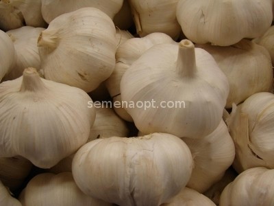 Garlic Sail: characteristics and description of the variety