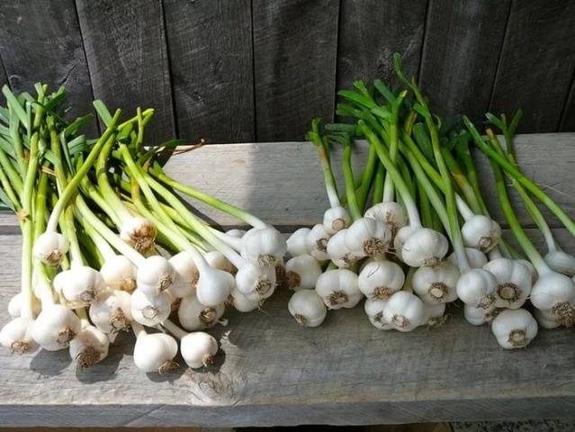 Garlic: spring care, top dressing 