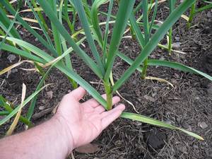 Garlic: spring care, top dressing 