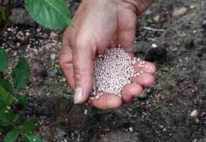 Garlic: spring care, top dressing 