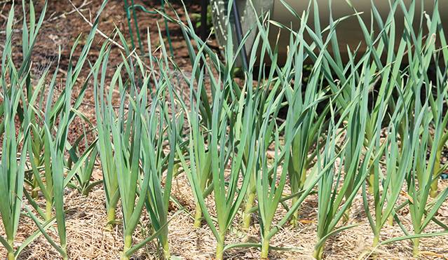 Garlic: spring care, top dressing 