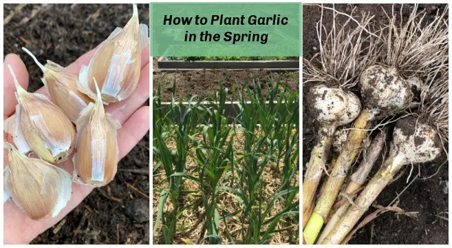 Garlic: spring care, top dressing 