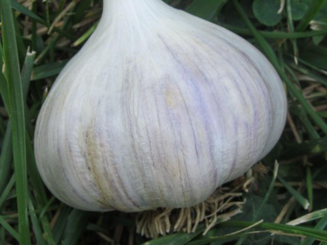 Garlic White Elephant: description and characteristics