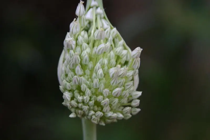 Garlic White Elephant: description and characteristics