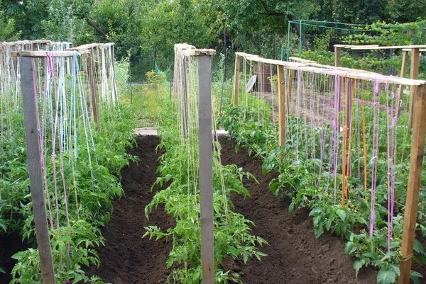 Garter tomato in the open field - ways