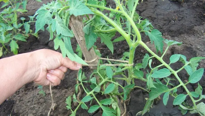 Garter tomato in the open field - ways