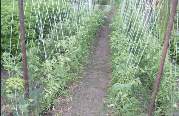 Garter tomato in the open field - ways