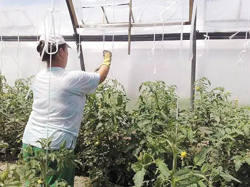 Garter tomato in the open field - ways