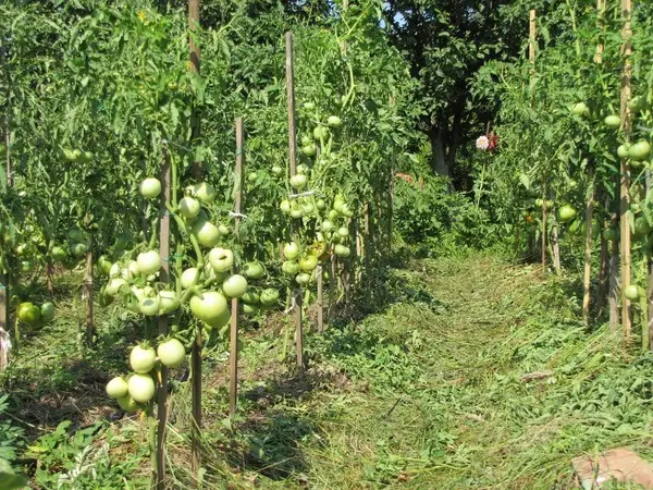 Garter tomato in the open field - ways