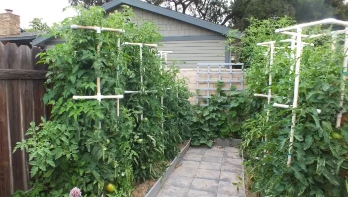 Garter tomato in the open field - ways