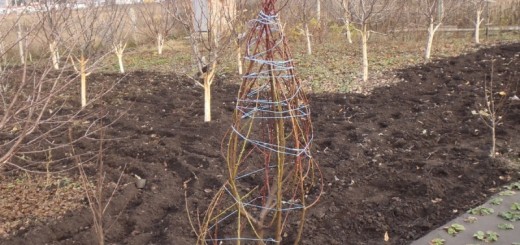 Garter tomato in the open field - ways