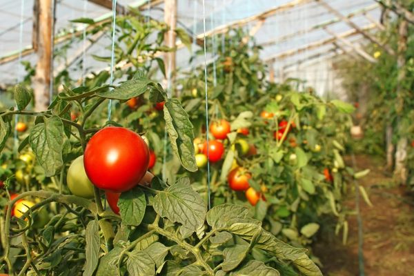 Garter tomatoes in the greenhouse: technique and benefits