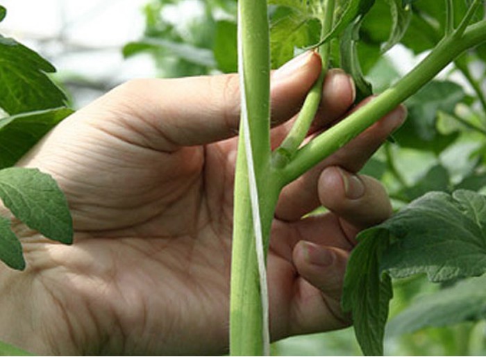 Garter tomatoes in the greenhouse: technique and benefits