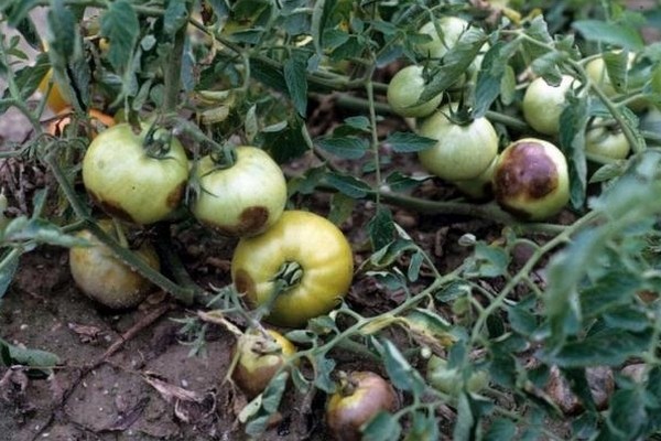 Garter tomatoes in the greenhouse: technique and benefits