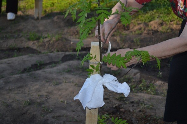 Garter tomatoes in the greenhouse: technique and benefits