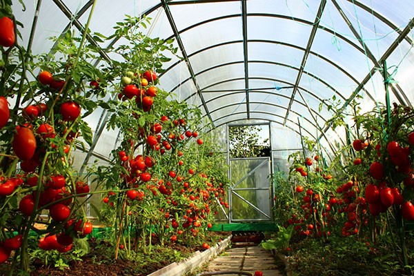 Garter tomatoes in the greenhouse: technique and benefits