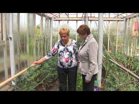 Garter tomatoes in the greenhouse: technique and benefits