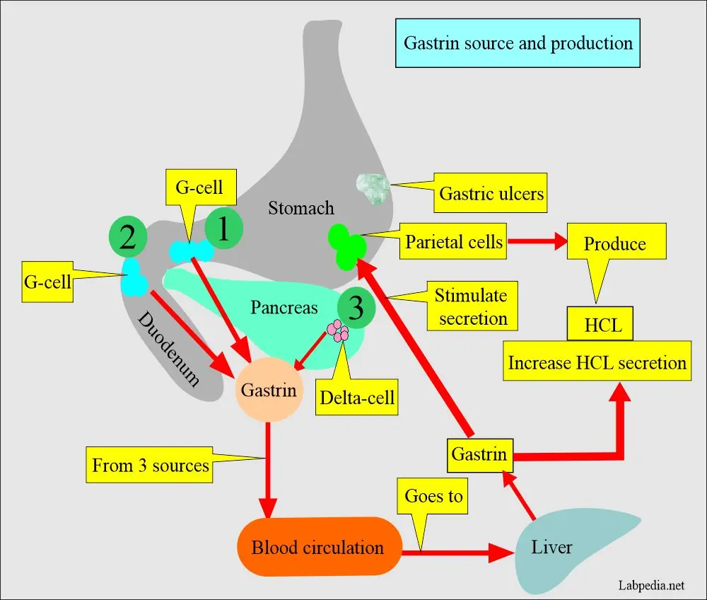 Gastrin &#8211; what is it, when to test, what does elevated gastrin mean?