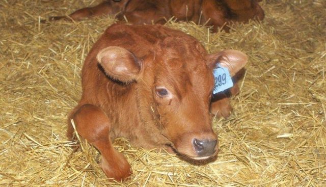 Gastroenteritis in calves