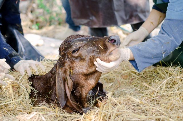 Gastroenteritis in calves