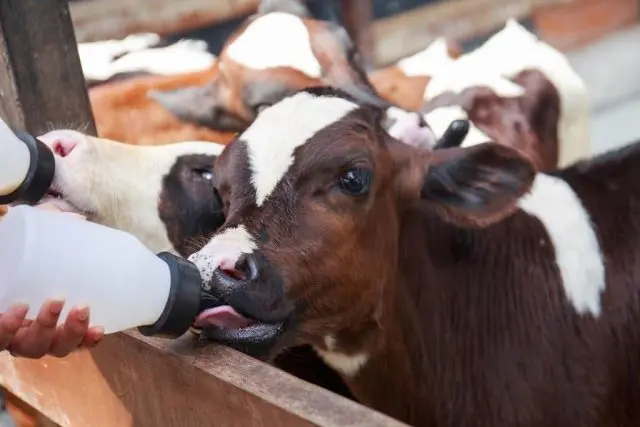 Gastroenteritis in calves