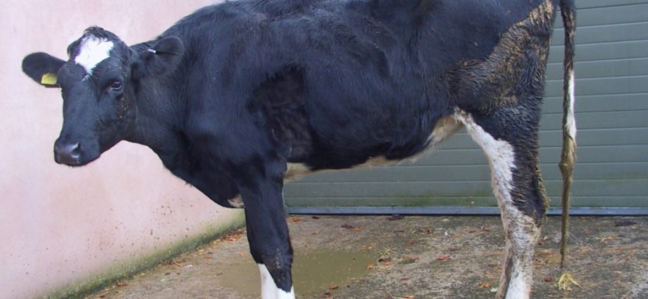 Gastroenteritis in calves