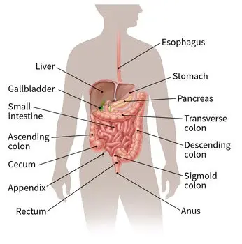 Gastrointestinal neoplasms detected too late