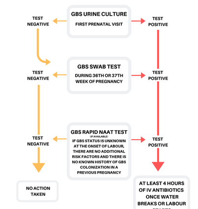 GBS test in pregnancy – test for group B streptococci [EXPLAINED ...