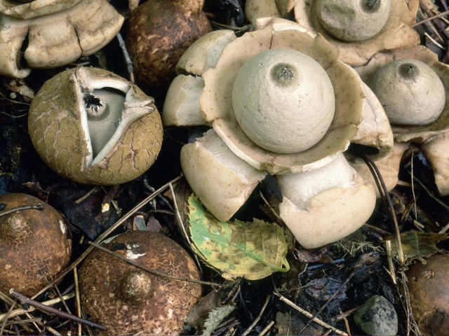 Geastrum triple: photo and description