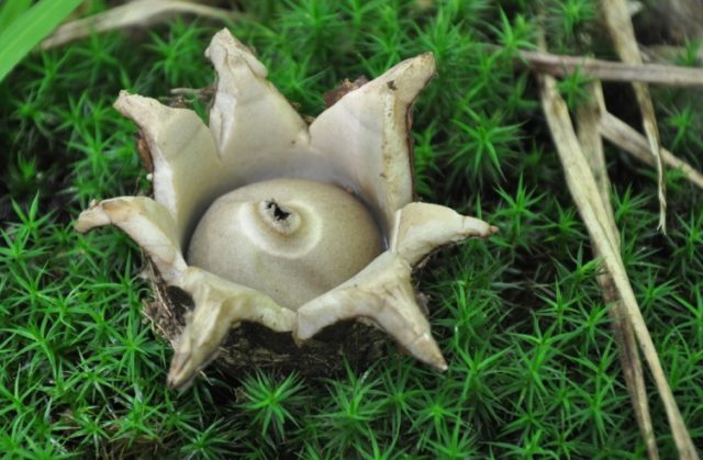 Geastrum triple: photo and description