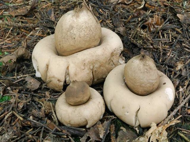 Geastrum triple: photo and description