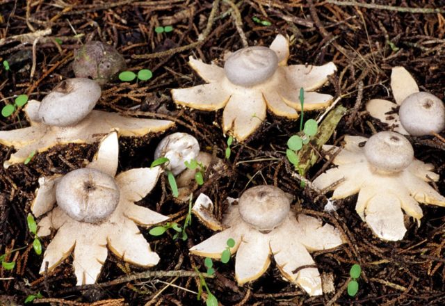 Geastrum triple: photo and description