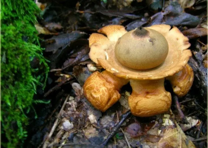 Geastrum triplex photo and description