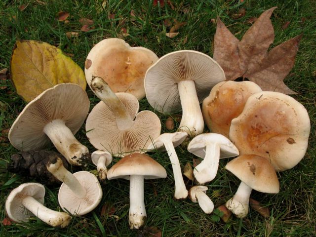 Gebeloma sticky (Value false): edibility, description and photo