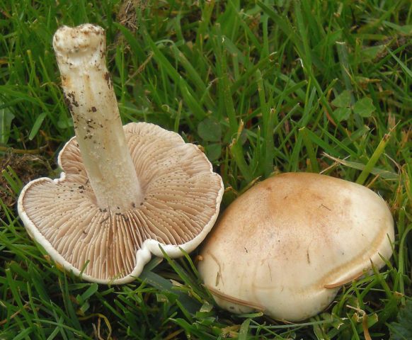 Gebeloma sticky (Value false): edibility, description and photo