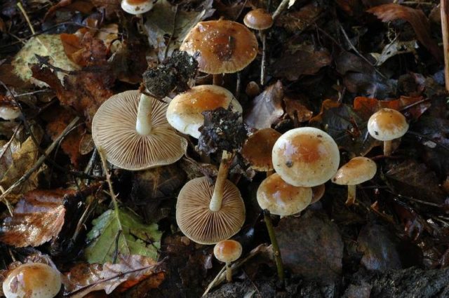 Gebeloma sticky (Value false): edibility, description and photo