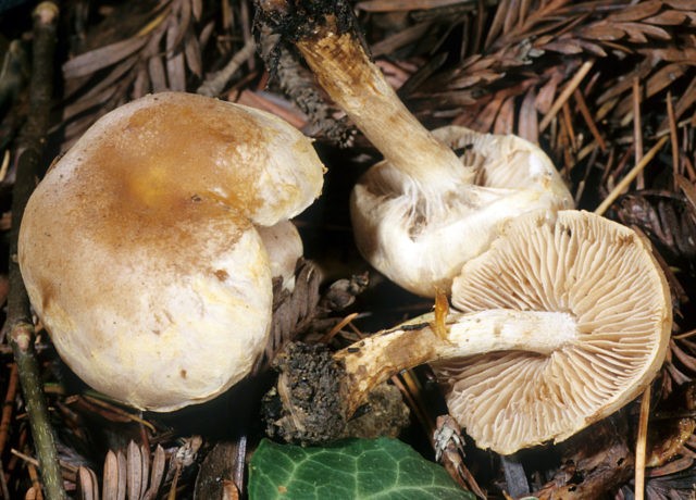 Gebeloma sticky (Value false): edibility, description and photo