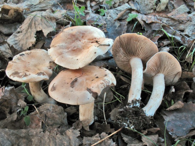 Gebeloma sticky (Value false): edibility, description and photo