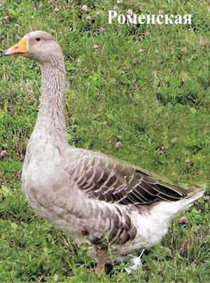 Geese breed &#8211; large gray 